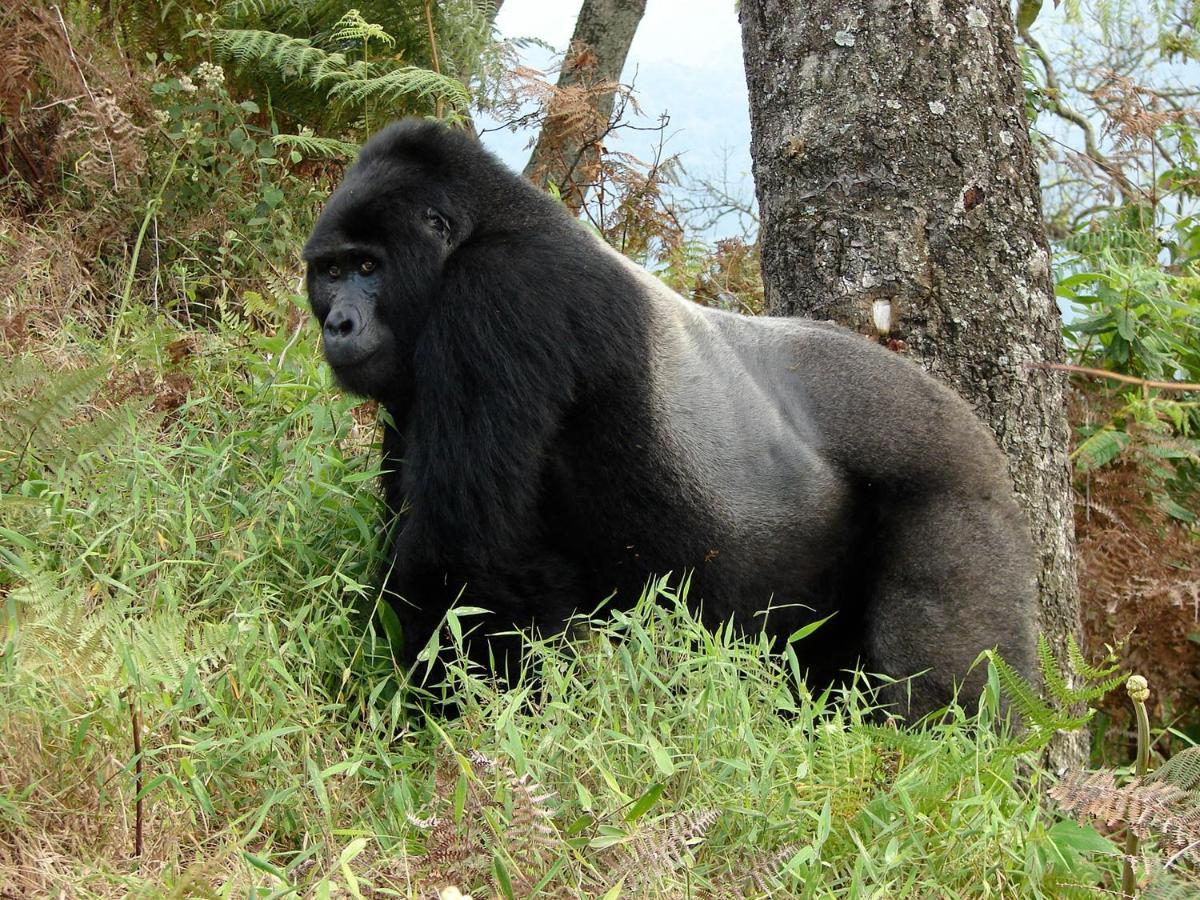 Clouds Mountain Gorilla Lodge Kisoro Exterior foto